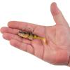 imageBerkley PowerBait Agent E Fishing Soft BaitHD Yellow Perch