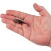 imageBerkley PowerBait Agent E Fishing Soft BaitPeanut Butter and Jelly