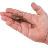 imageBerkley PowerBait Agent E Fishing Soft BaitPeanut Butter and Jelly
