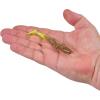 imageBerkley PowerBait Bonefish Fishing Soft BaitGold CrackerChartreuse