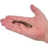 imageBerkley PowerBait Bonefish Fishing Soft BaitMidnight Shine