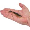 imageBerkley PowerBait Bonefish Fishing Soft BaitMidnight Shine