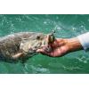 imageBerkley PowerBait Chigger Craw Green Pumpkin 4quot 9 Count