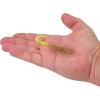 imageBerkley PowerBait Curly Bones Fishing Soft BaitGold CrackerChartreuse