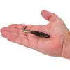 imageBerkley PowerBait Curly Bones Fishing Soft BaitMidnight Shine