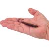 imageBerkley PowerBait Curly Bones Fishing Soft BaitPeanut Butter and Jelly