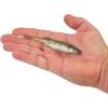 imageBerkley PowerBait Drip Minnow Fishing Soft BaitBlack Shad