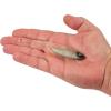 imageBerkley PowerBait Drip Minnow Fishing Soft BaitBlue Liner
