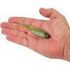 imageBerkley PowerBait Drip Minnow Fishing Soft BaitGreen Liner