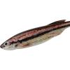 imageBerkley PowerBait Drip Minnow Fishing Soft BaitHD Blacknose Shiner