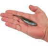 imageBerkley PowerBait Drip Minnow Fishing Soft BaitHD Emerald Shiner