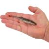 imageBerkley PowerBait Drip Minnow Fishing Soft BaitHD Goby