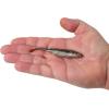 imageBerkley PowerBait Drip Minnow Fishing Soft BaitHD Goby
