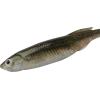 imageBerkley PowerBait Drip Minnow Fishing Soft BaitHD Spottail Shiner