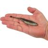 imageBerkley PowerBait Drip Minnow Fishing Soft BaitHD Spottail Shiner