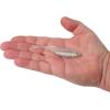 imageBerkley PowerBait Drip Minnow Fishing Soft BaitWhite Shiner