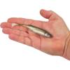 imageBerkley PowerBait Drip Swimmer Fishing Soft BaitBlack Shad