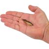 imageBerkley PowerBait Drip Swimmer Fishing Soft BaitGhost Perch