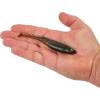 imageBerkley PowerBait Drip Swimmer Fishing Soft BaitGreen Pumpkin Shad