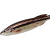 imageBerkley PowerBait Drip Swimmer Fishing Soft BaitHD Baitfish