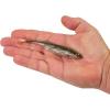imageBerkley PowerBait Drip Swimmer Fishing Soft BaitHD Goby