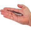 imageBerkley PowerBait Drip Swimmer Fishing Soft BaitHD Purple Shiner