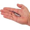 imageBerkley PowerBait Drip Swimmer Fishing Soft BaitHD Purple Shiner