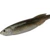 imageBerkley PowerBait Drip Swimmer Fishing Soft BaitHD Spottail Shiner