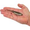 imageBerkley PowerBait Drip Swimmer Fishing Soft BaitHD Spottail Shiner