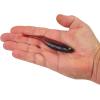 imageBerkley PowerBait Drip Swimmer Fishing Soft BaitMutilator Minnow