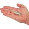 imageBerkley PowerBait Drip Swimmer Fishing Soft BaitWhite Shiner