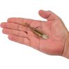 imageBerkley PowerBait Minnotator Fishing Soft BaitGold Shad