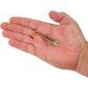 imageBerkley PowerBait Minnotator Fishing Soft BaitGolden Shiner
