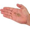 imageBerkley PowerBait Minnotator Fishing Soft BaitGolden Shiner