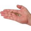imageBerkley PowerBait Minnotator Fishing Soft BaitGolden Shiner