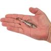 imageBerkley PowerBait Minnotator Fishing Soft BaitHD Bluegill