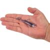 imageBerkley PowerBait Minnotator Fishing Soft BaitPurple Shiner