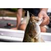 imageBerkley PowerBait Power Jerk Shad Fishing Soft BaitChartreuse
