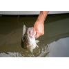 imageBerkley PowerBait Power Jerk Shad Fishing Soft BaitOlive Back