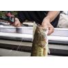 imageBerkley PowerBait Power Jerk Shad Fishing Soft BaitWhite Pearl