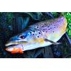 imageBerkley PowerBait Power NymphChartreuse Silver Fleck1quot 12 Count
