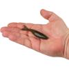 imageBerkley PowerBait PowerStinger Fishing Soft BaitGreen Pumpkin