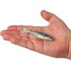 imageBerkley PowerBait PowerStinger Fishing Soft BaitHD Gizzard Shad