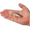 imageBerkley PowerBait PowerStinger Fishing Soft BaitHD Stealth Minnow