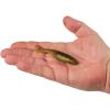 imageBerkley PowerBait PowerStinger Fishing Soft BaitSun Gill
