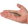 imageBerkley PowerBait PowerStinger Fishing Soft BaitTennessee Shad
