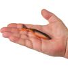 imageBerkley PowerBait PowerStinger Fishing Soft BaitWatermelon CopperOrange wRed