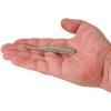 imageBerkley PowerBait Saltwater Bonga Stick Fishing Soft Bait Irresistible Scent and Flavor Ideal for Bass Redfish Trout and MoreShrimp n Grits
