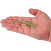 imageBerkley PowerBait Saltwater Bonga Stick Fishing Soft Bait Irresistible Scent and Flavor Ideal for Bass Redfish Trout and MoreSwamp