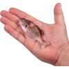 imageBerkley PowerBait Saltwater Gilly Fishing Soft BaitHD Croaker